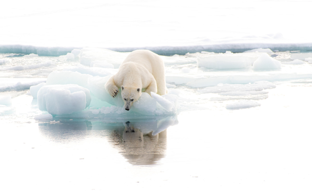Isbjørn speiler seg i sjøen, og sjekker dybden.